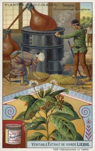 Preparing Camphor in Japan by European School